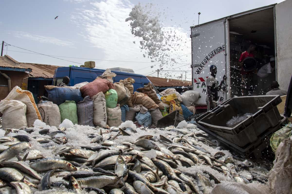 Tanji-fish-landing-site-in-the-Gambia_Credit_Regina_Lam-scaled.jpg